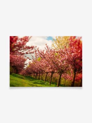 Mauerstreifen - Kirschblüten - Produktbild - Poster by ARSTHOT - Photographic Art