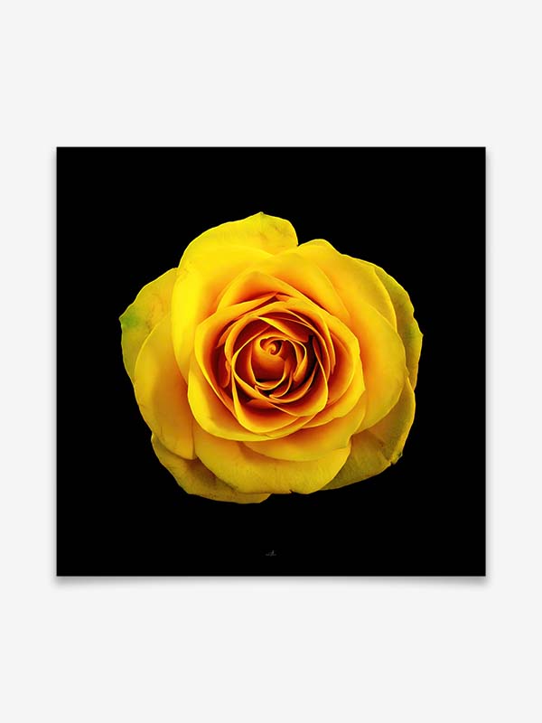 Rosenblüte - Produktbild - Poster by ARTSHOT - Photographic Art