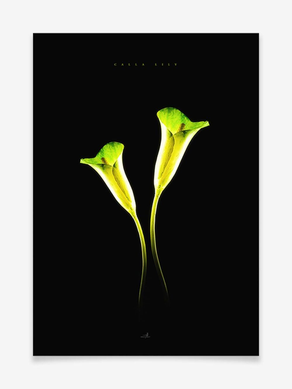 Calla Lily Produktbild - Poster by ARTSHOT - Photographic Art