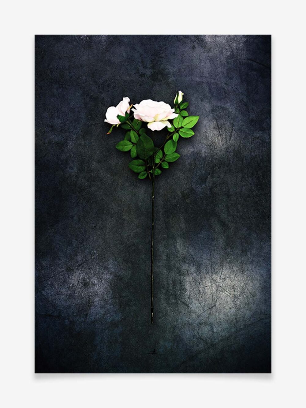 Rosen Produktbild - Poster by ARTSHOT - Photographic Art