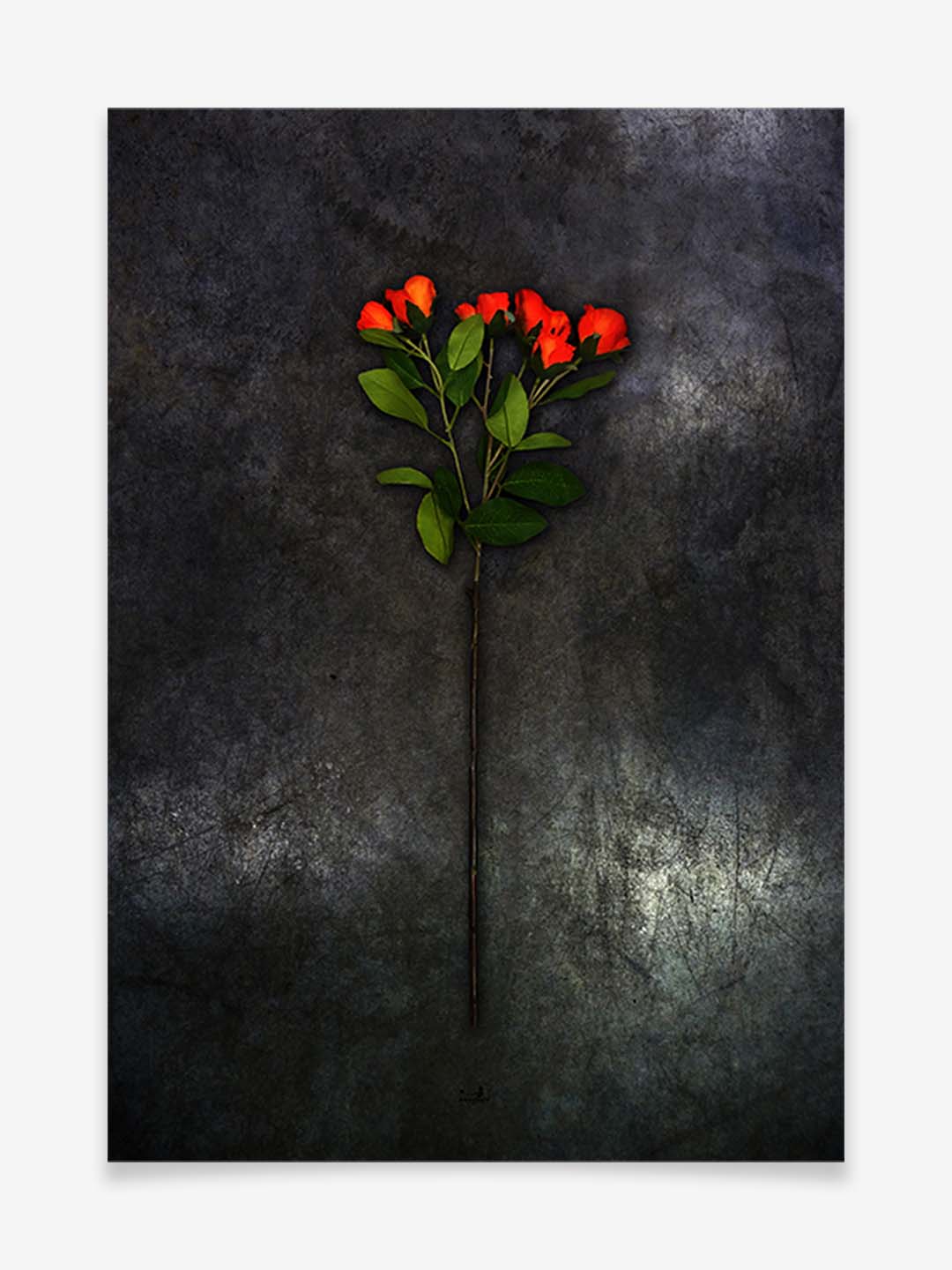 Rote Rosen - Produktbild - Poster by ARTSHOT - Photographic Art